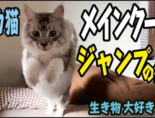【メインクーン】大型猫のジャンプの衝撃