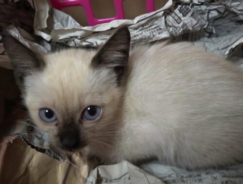 野良猫の館で新たに誕生した赤ちゃんシャム子猫を保護することに😸