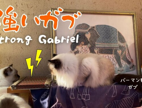 バーマン猫ガブとラフとミカ【強いガブ】Strong Gabriel （バーマン猫）Birman/Cat