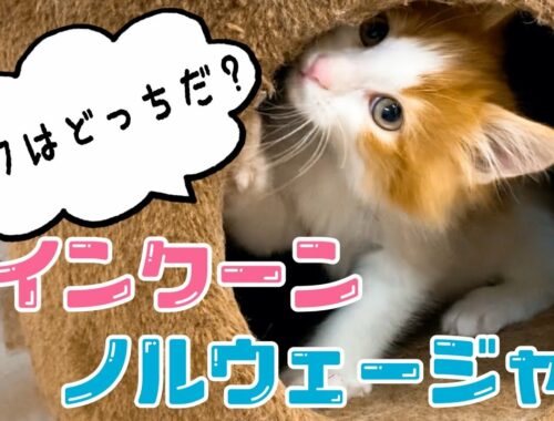 【世界一大きい猫】メインクーンの魅力についてブリーダーが語ります！