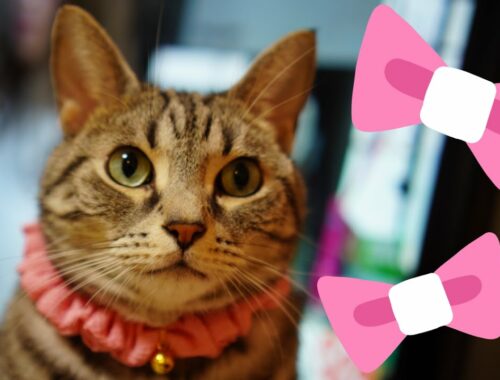 【アメショとソマリ】シュシュ首輪を付けた猫たちが可愛い。#猫動画