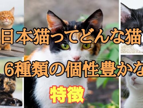 【知らなかった！】日本猫の種類6選！日本人に馴染み深い猫の性格や特徴