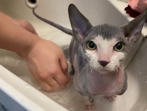 【第7話】無毛猫くぅちゃん、ドキドキシャンプー！お風呂？毛が無い猫を洗うのは簡単？【スフィンクス猫 Love SphynxCat!!】