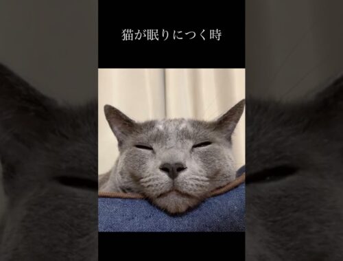 《ロシアンブルー》猫が眠りにつく瞬間#shorts