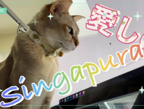 シンガプーラという美しくて愛らしい猫の動画
