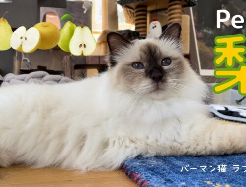 今時期おいしいニャ【梨】Pear（バーマン猫）Birman/Cat