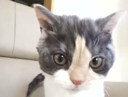 セルカークレックス子猫　2022.9.30産まれ 　ブラウンパッチドタビー＆ホワイト　女の子　シーダキャット猫のお店　Selkirk Rex