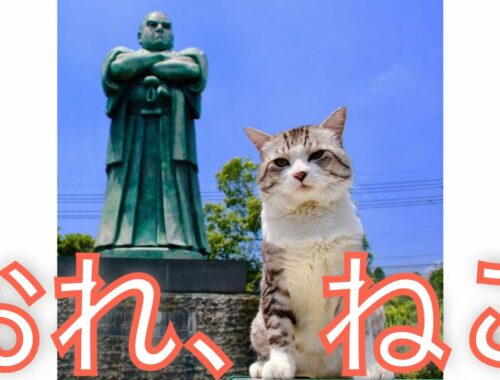 九州の猫　✕【おれ、ねこ】