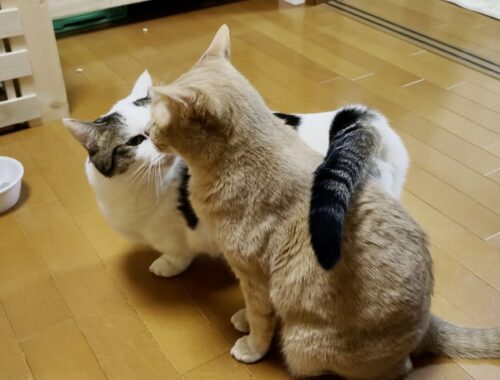 豆大福が子猫のころからずっと面倒を見ている猫