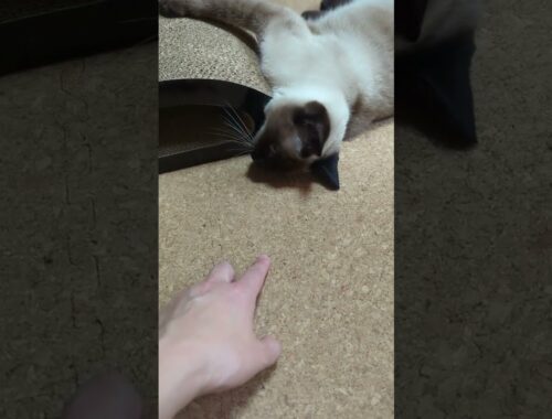 シャム猫の手遊び🐈 - Cats vs my hands - #shorts