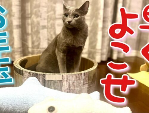 キャットフード2種を食べ比べる猫【ロシアンブルー】Russian Blue cat Kotetsu~Two types of cat food Kotetsu eats and compares.