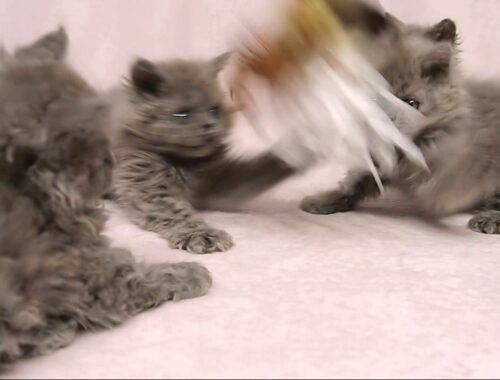 セルカークレックスの子猫たち　Selkirk Rex Kittens