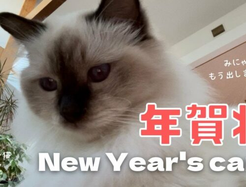 バーマン猫ラフ【年賀状】New Year's card（バーマン猫）Birman/Cat