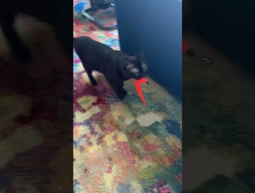 Burmese Cat Lola playing with her favorite toy | #shorts