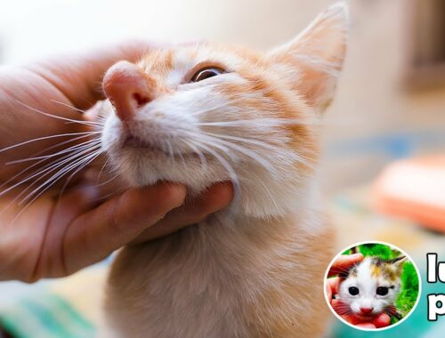 A Kitten tale. A Kitten NOSE. The story of a rescued street kitten. Pinocchio. | Lucky Paws