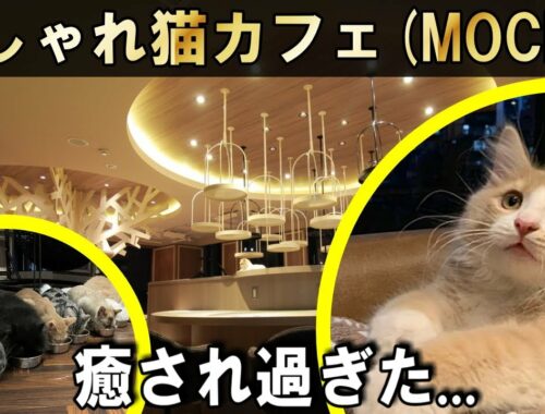 【猫カフェ/東京】おしゃれ猫カフェ モカ(MOCHA)渋谷店で猫カフェデート！