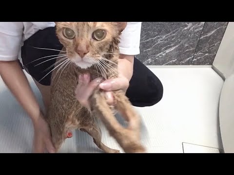 シャンプーするよ〜！アビシニアンの金之介（Shampoo cat）