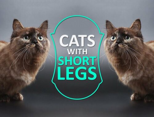 Cats With Short Legs - Must Know Facts