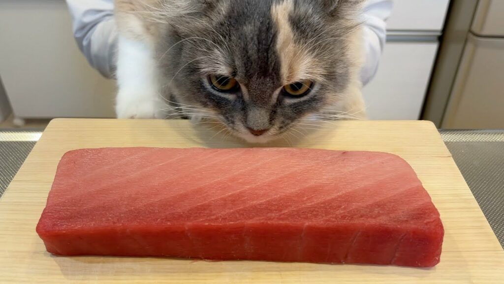 子猫が初めてまぐろを食べました【アメリカンカール】 子猫が初めてまぐろを食べました【アメリカンカール】
