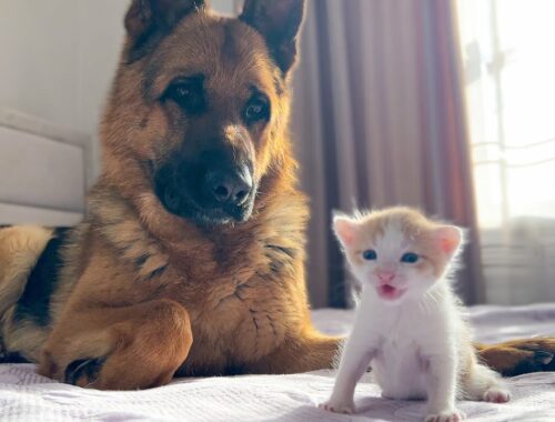 German Shepherd is Confused by the Meowing of a Tiny Kitten