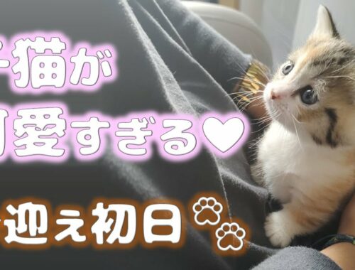 お迎え初日子猫が可愛すぎた【お嬢の猫日記 / OJO- CAT DAILY】