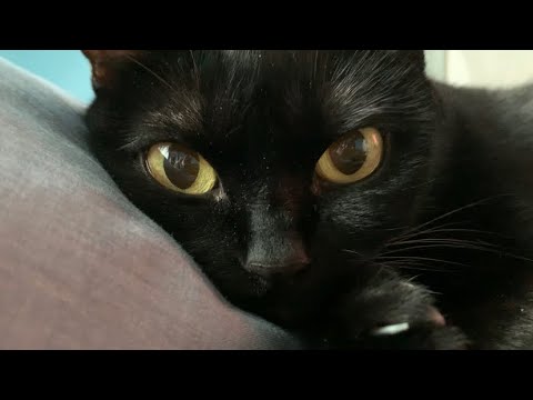 ひたすら寝る猫に癒される！黒猫ボンベイBlack bombay cat