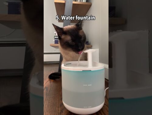 How to Get Your Cat to Drink More Water