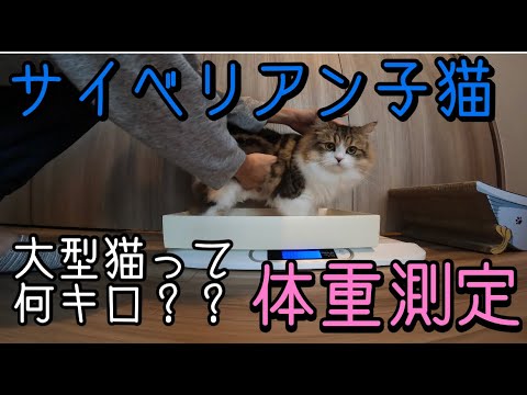 【サイベリアン子猫】大型猫種10ヶ月体重は何キロ？？