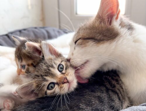 Mom Cat Loves Tiny Kittens
