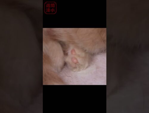 長毛茶トラの子猫 うり坊の寝相2 茶トラの肉球。猫 可愛い #shorts Cute red tabby cat sleeping. kitten kitty 保護猫