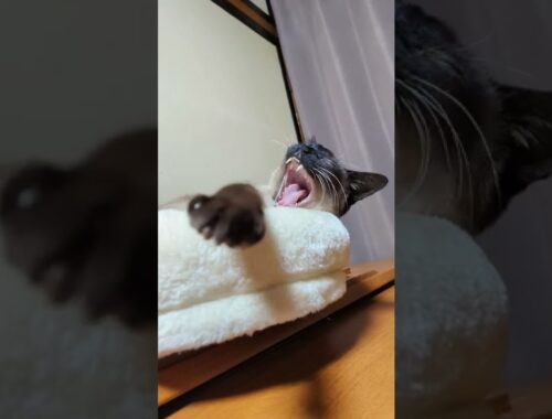 シャム猫の大あくび - A big yawn - #Shorts