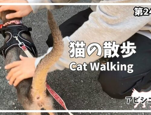 [245話] (アビシニアン) 毎日の猫散歩 Cat walking 散歩中にママ達が帰ってきたーー