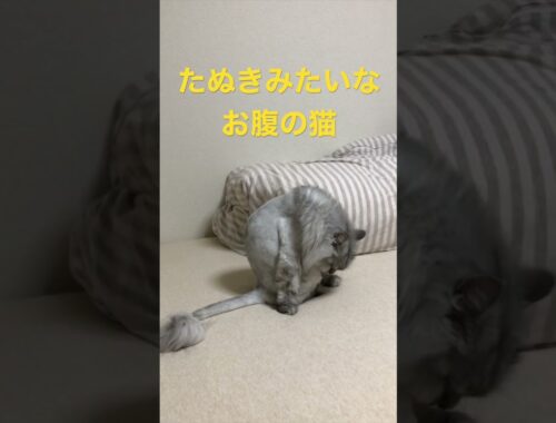 【猫品種ラガマフィン】たぬきみたいなお腹の猫