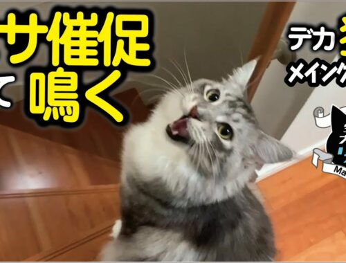 【メインクーン】大型猫の可愛い鳴き声〜エサちょうだい〜