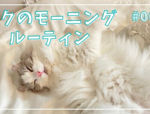 【アメリカンカール】猫のモーニングルーティン