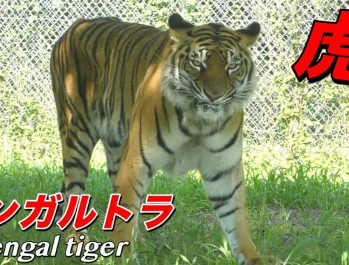 【虎】ベンガルトラの生態〜「人食い」の過去を持つ大型のトラ（Bengal tiger）〜