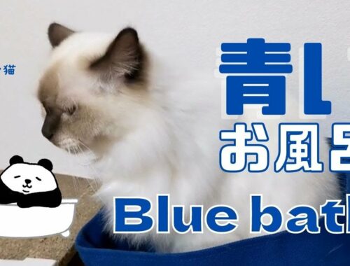 フェルトバスケット【青いお風呂】Blue bath（バーマン猫）Birman/Cat