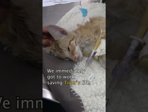 Injured homeless kitten makes an incredible recovery #cat #cats