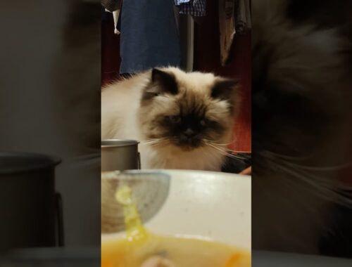 【ヒマラヤン】食事中に圧をかけてくる猫