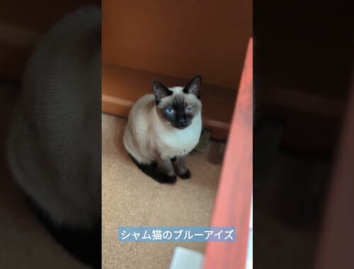 シャム猫のブルーアイズ🐈 - cats eyes with blue - #shorts