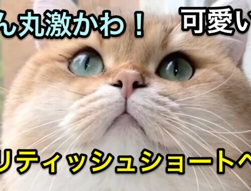 【猫】超まん丸！！可愛すぎるブリティッシュショートヘアの可愛いシーン集【かわいい】