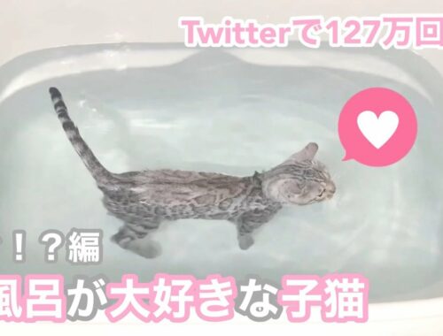 【Twitterで話題】お風呂が大好きなシルバーベンガルの子猫 泳ぐ！？編