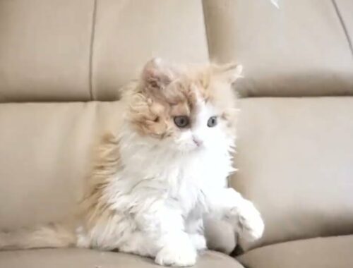 セルカークレックス子猫　2022.9.30産まれ 　レッド＆ホワイト　ロング　女の子　シーダキャット猫のお店