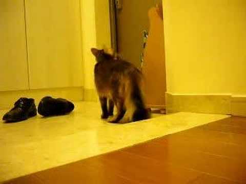留守番をする猫　ソマリ (somali cat)