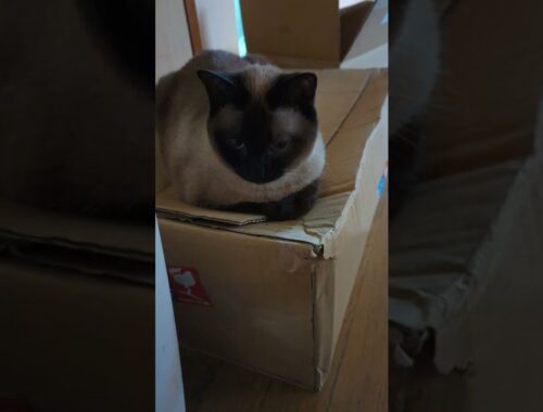 シャム猫と箱 - cats and a box - #Shorts