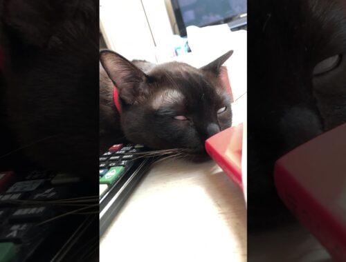 猫のバーミーズ すごい顔して爆睡する猫