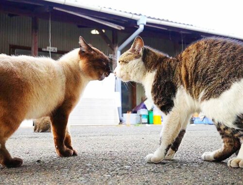 独特の鳴き声で喧嘩する日本の猫