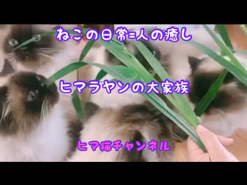 【猫動画】ヒマラヤンの大家族😸ねこの日常=人の癒し