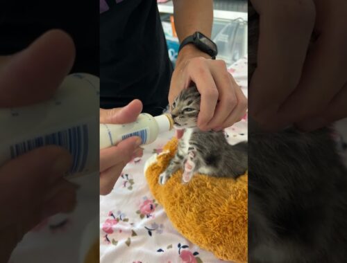 Bottle baby kitten with a "loose latch"
