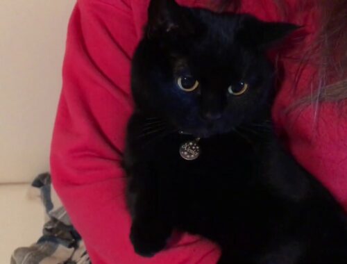 4匹黒猫ボンベイファミリーのにぎやかな1日☆ Black bombay cat（黒のボンベイ猫）